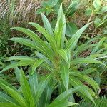 Lobelia digitalifolia Leaf