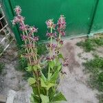 Stachys sylvatica Flors