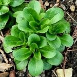 Valeriana locusta 葉
