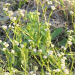 Valeriana woodsiana Leaf