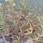 Persicaria senegalensis Leaf