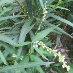 Polygala paniculata Blad