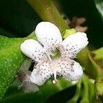 Myoporum tenuifolium Virág
