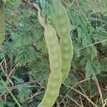 Vachellia nilotica Vili