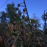 Sophora tomentosa Fruit