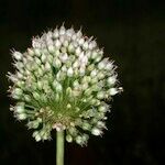 Allium scaberrimum Fruit