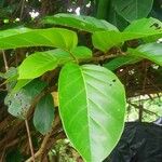 Nauclea latifolia Folio