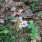 Epipogium aphyllum Fula