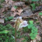 Epipogium aphyllum Flower