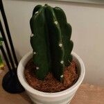 Cereus jamacaru List