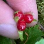 Rubus pedatus Fruto