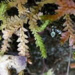 Selaginella denticulata List