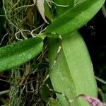 Rodriguezia lanceolata Leaf