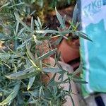 Artemisia dracunculus Blad