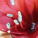 Hippeastrum reginae Květ