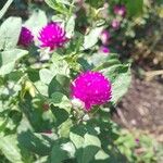 Gomphrena globosa 花