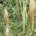 Cortaderia selloana Žievė