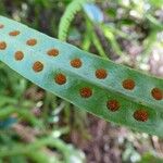 Lepisorus excavatus Fruit