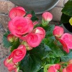 Begonia spp. Flower