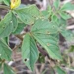 Cleome aculeata Blatt