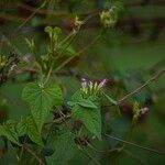 Ipomoea trilobaFlower