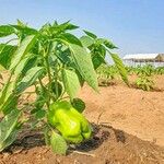 Capsicum annuumЛист