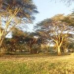 Vachellia xanthophloea Hábito