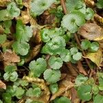 Chrysosplenium alternifolium Lapas