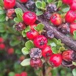 Cotoneaster nan-shan ഫലം