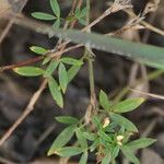 Stylosanthes hamata Leaf