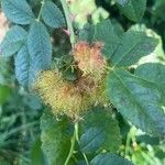 Rosa villosa Flower