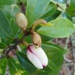 Magnolia figo Kwiat