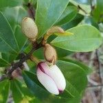 Magnolia figo Blomma