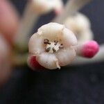 Viburnum erubescens