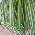 Chlorophytum comosum 整株植物