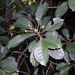 Elaeocarpus baudouinii