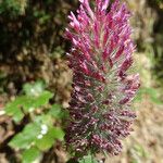 Trifolium rubens Blodyn