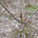 Viburnum setigerum 樹皮