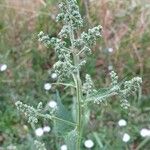 Chenopodiastrum hybridum 花