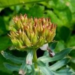 Rhodiola rosea Плід