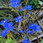 Aristea ecklonii Flower