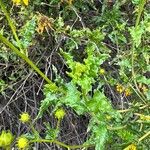 Heliopsis parvifolia Folha