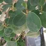 Ficus padana Leaf