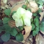 Moneses uniflora 花