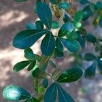 Searsia gueinzii Leaf