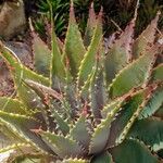 Aloe pratensis Yaprak
