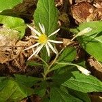 Oclemena acuminata Çiçek