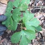 Ranunculus tuberosus Leaf