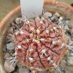 Gymnocalycium mihanovichii 叶