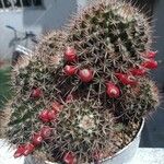 Mammillaria heyderi Fruchs